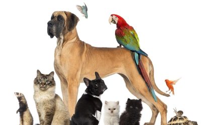 NATUROPATHIE ANIMALIÈRE